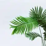 location plante verte